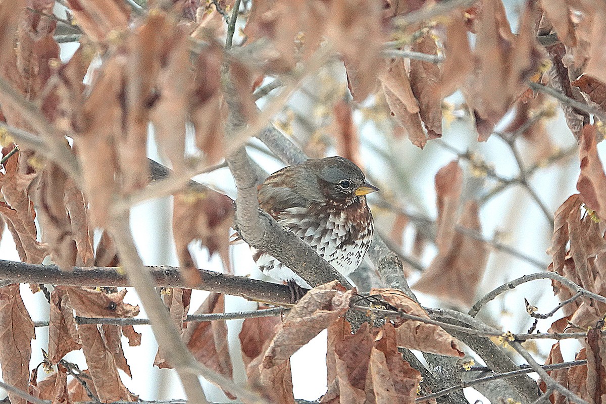 Fox Sparrow - ML646524231