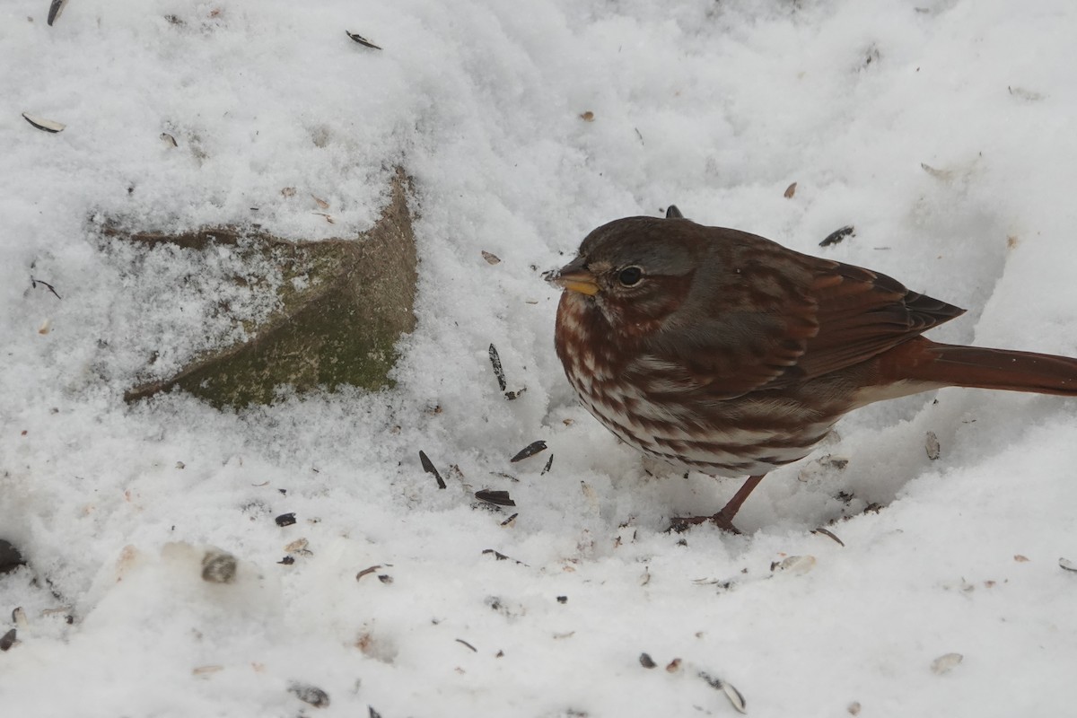 Fox Sparrow - ML646524232