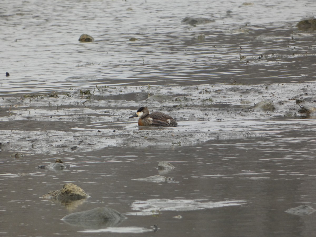 アカオタテガモ - ML646524235