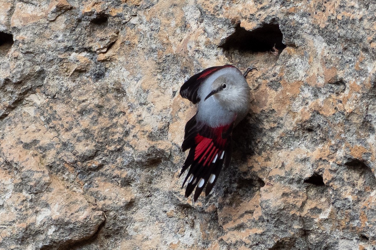 Wallcreeper - ML646524236