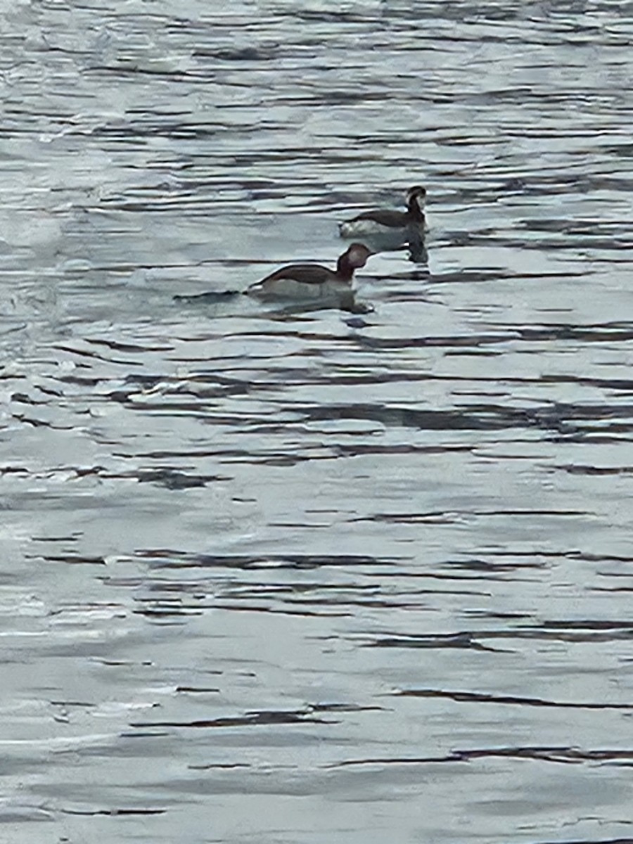 Horned Grebe - ML646524237