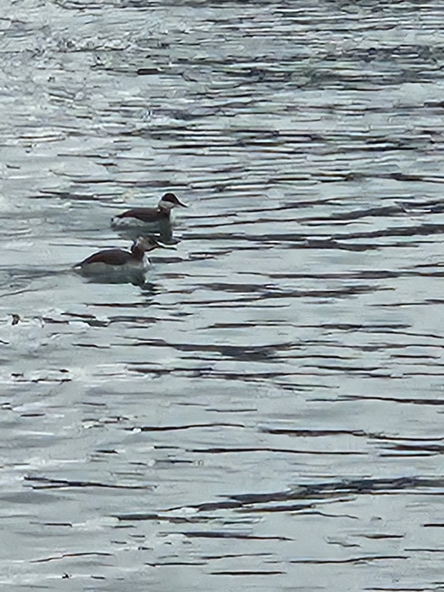 Horned Grebe - ML646524241