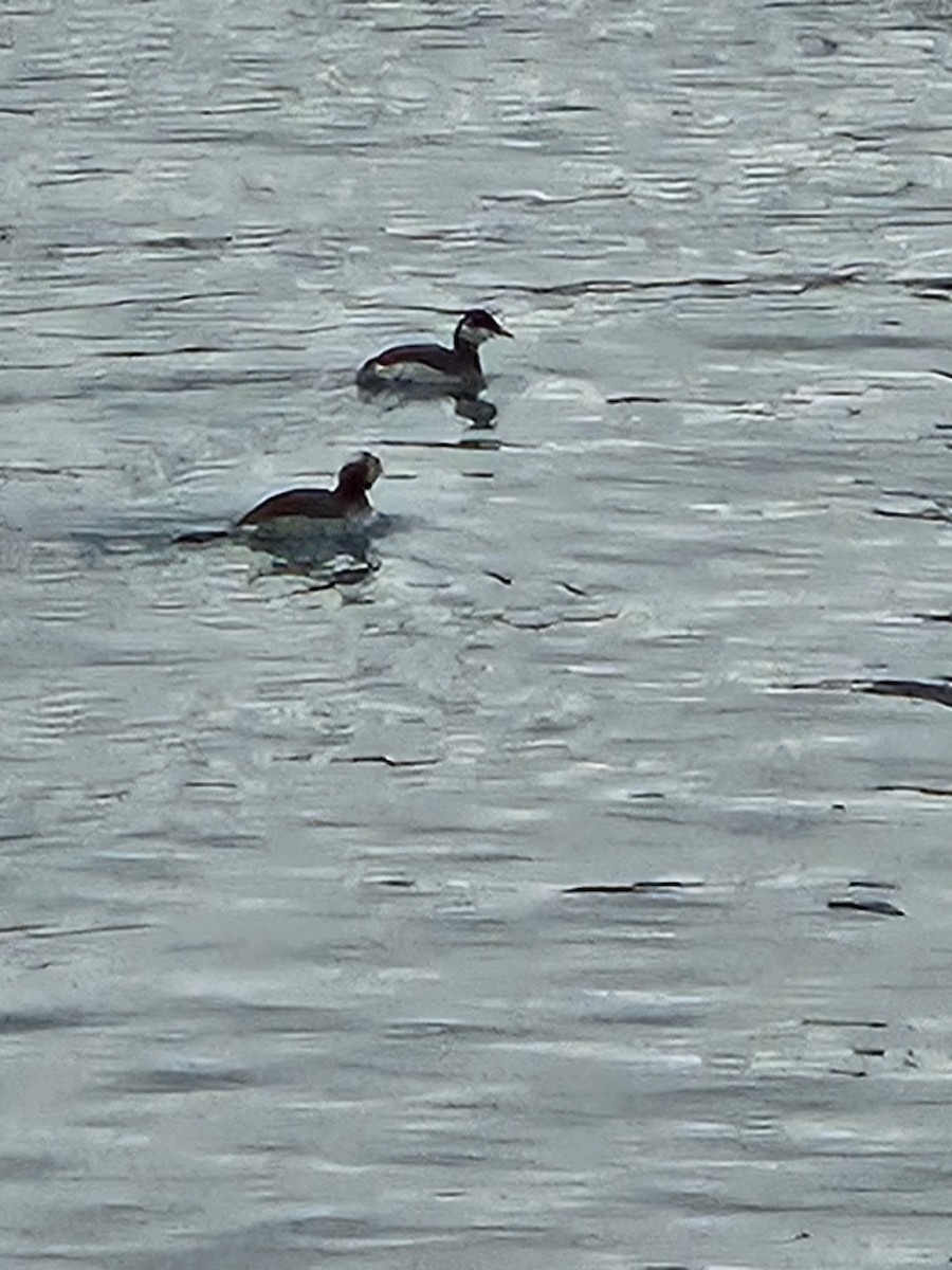 Horned Grebe - ML646524243