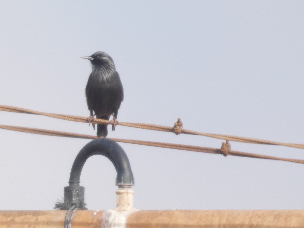 Spotless Starling - ML646524247