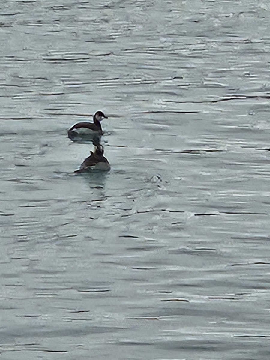 Horned Grebe - ML646524248