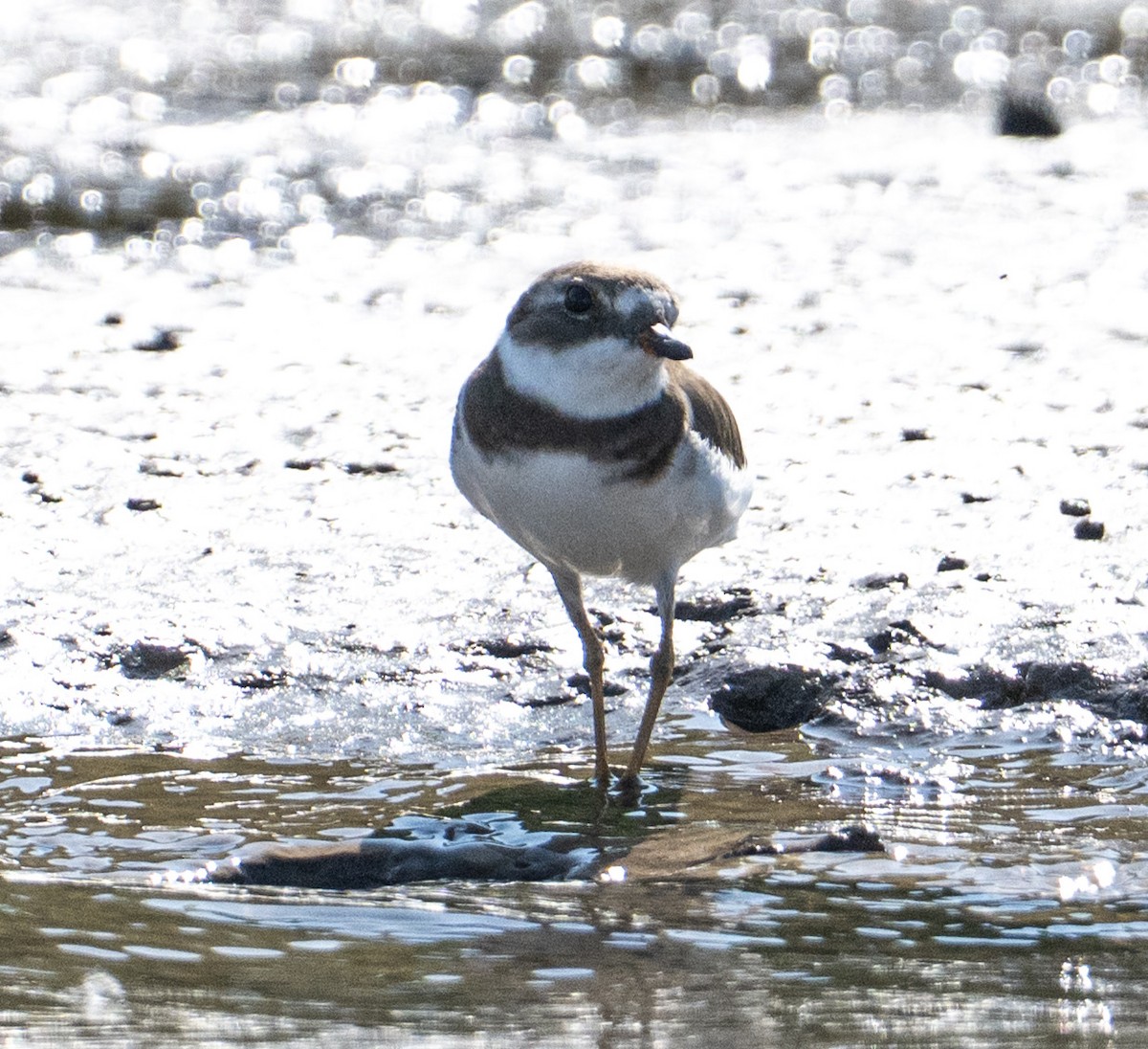 Semipalmated Plover - ML646524253