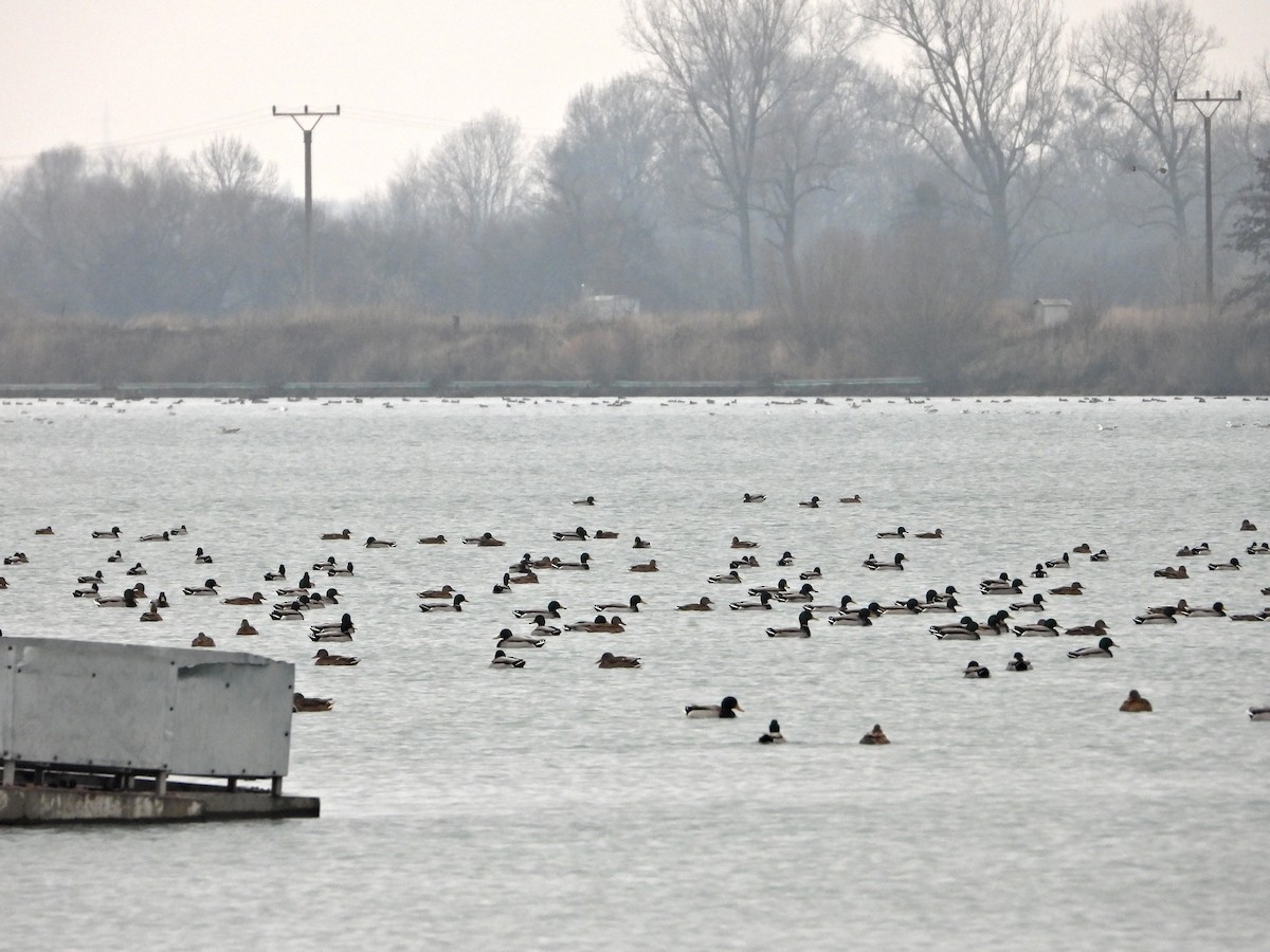 Mallard - ML646524254