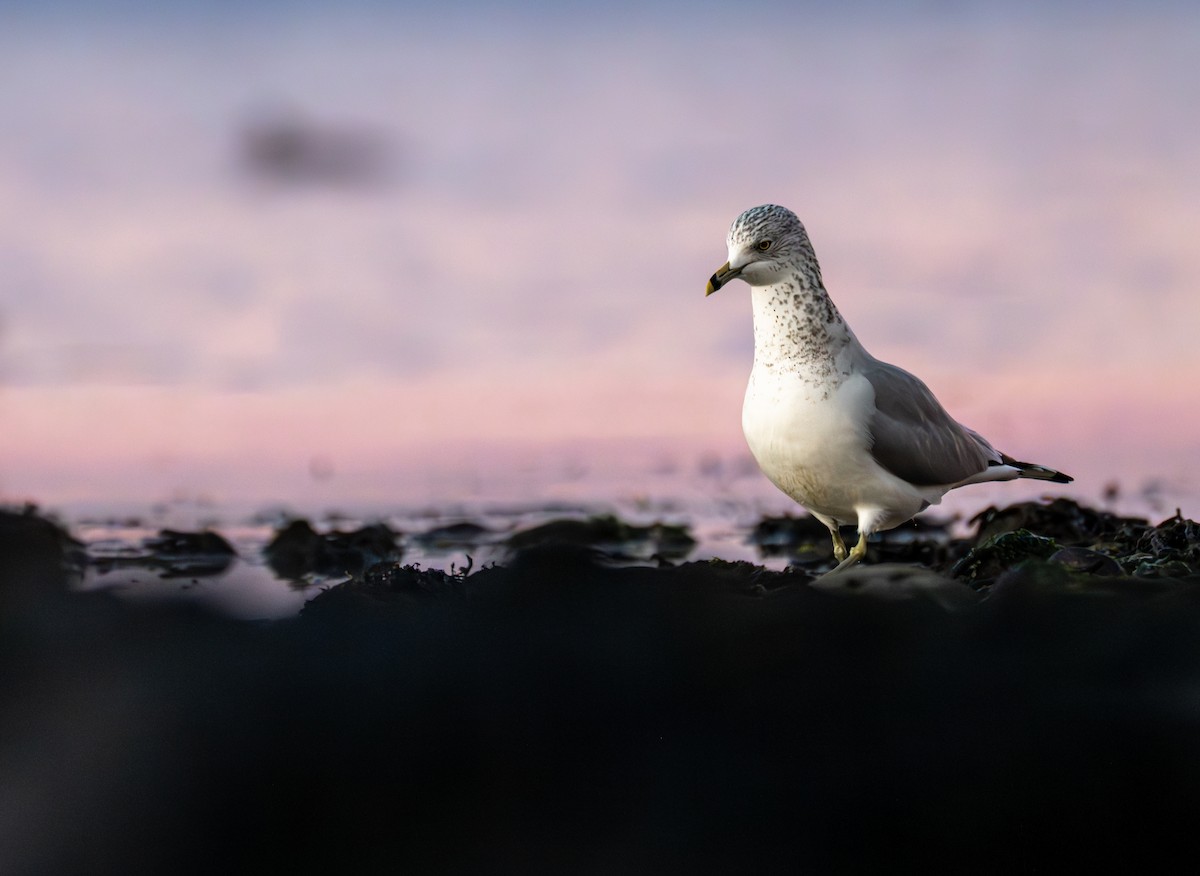 Ring-billed Gull - ML646524255