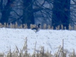 Хар толгойт галуу - ML646524263