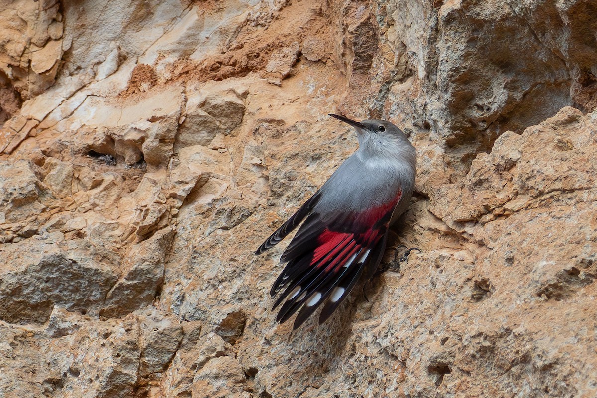 Wallcreeper - ML646524269