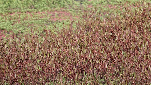 Plumbeous Rail - ML646524271