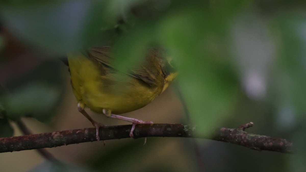 Reinita de Kentucky - ML646524272