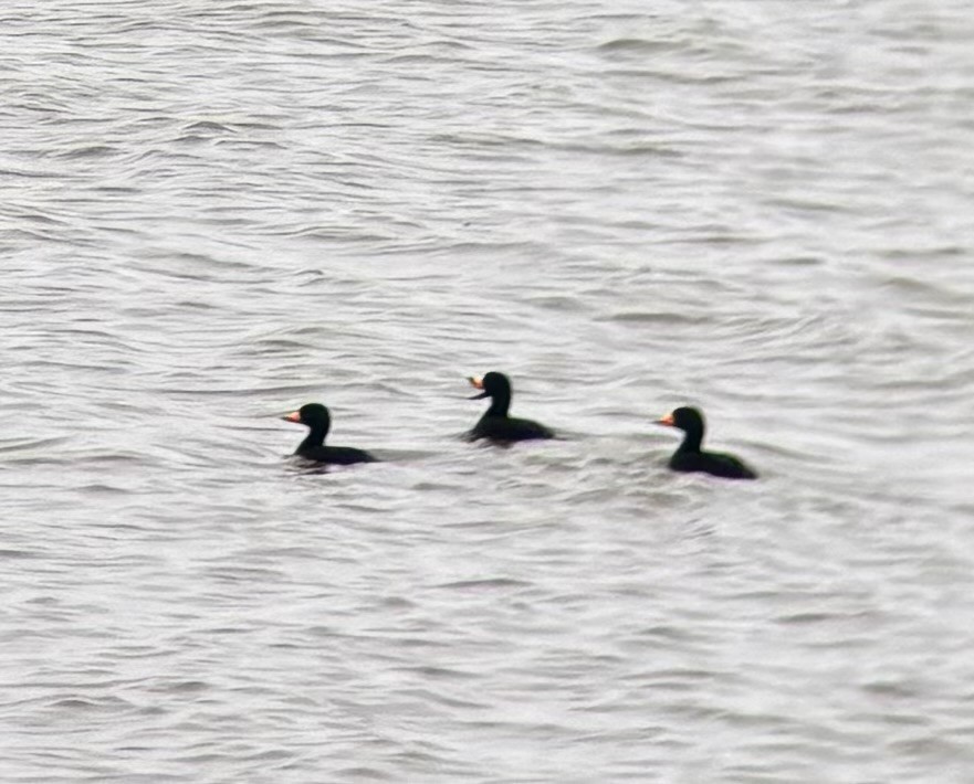 Black Scoter - ML646524273