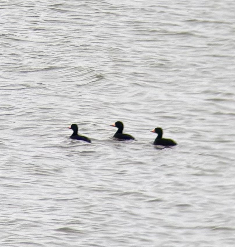 Black Scoter - ML646524275