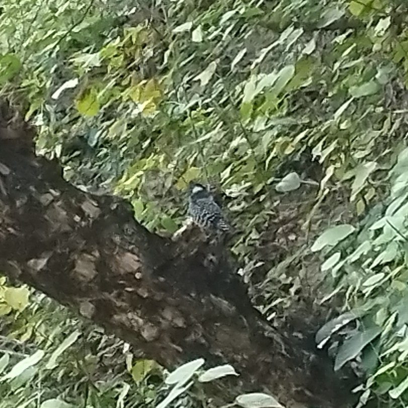 Batara rayé - ML646524279