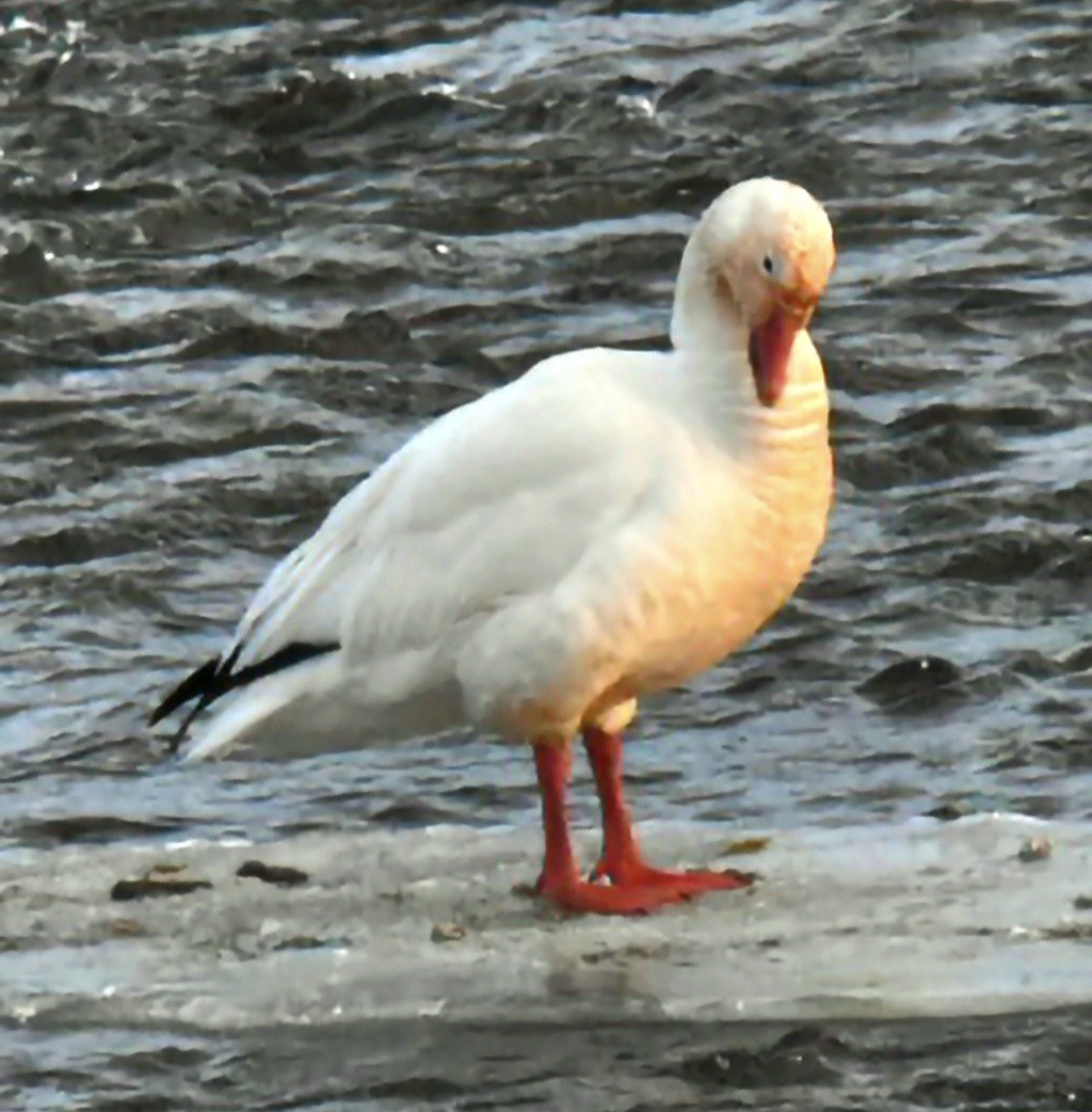 husa sněžní - ML646524280