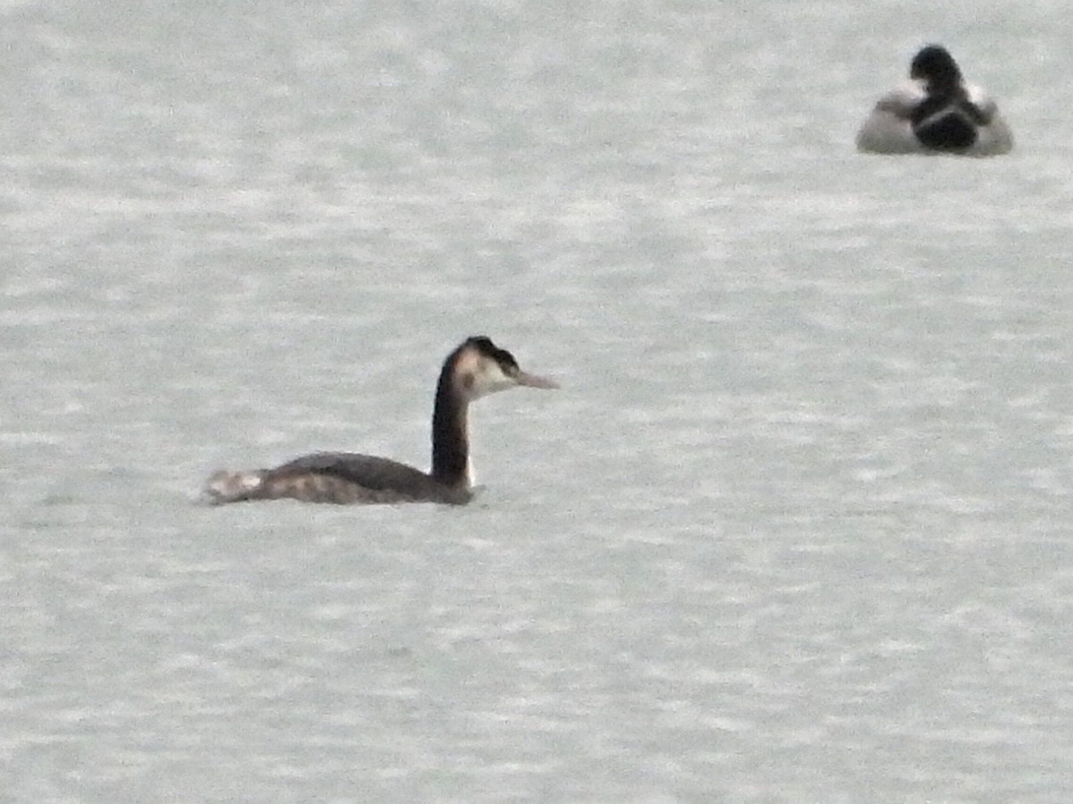 Great Crested Grebe - ML646524281