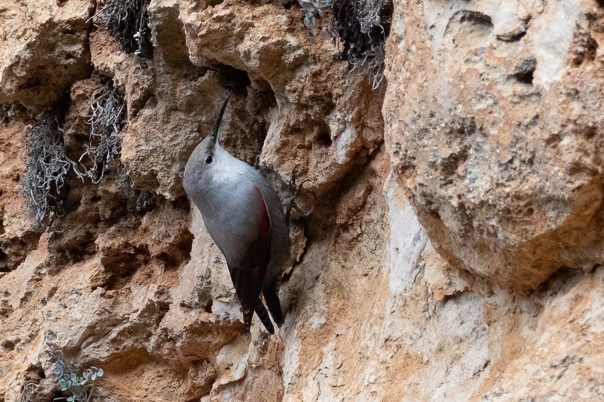 Wallcreeper - ML646524282