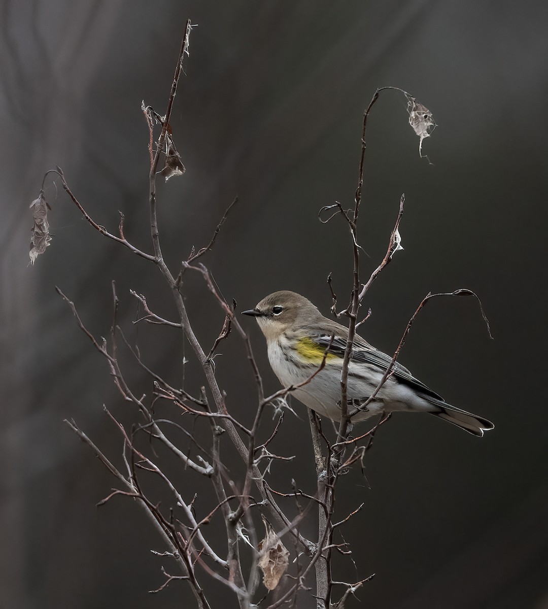 Yellow-rumped Warbler - ML646524284