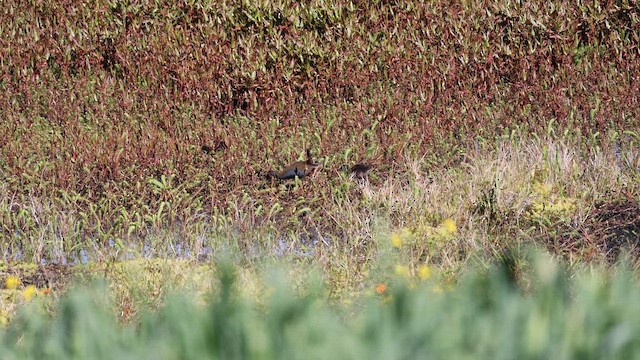 Plumbeous Rail - ML646524287