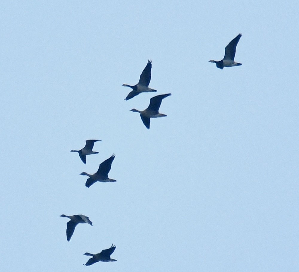 Barnacle Goose - ML646524288