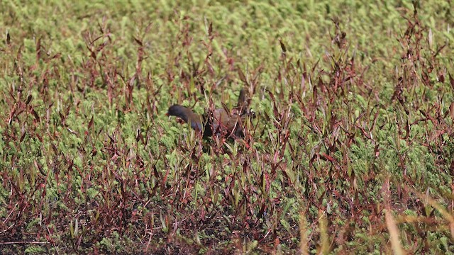 Plumbeous Rail - ML646524289