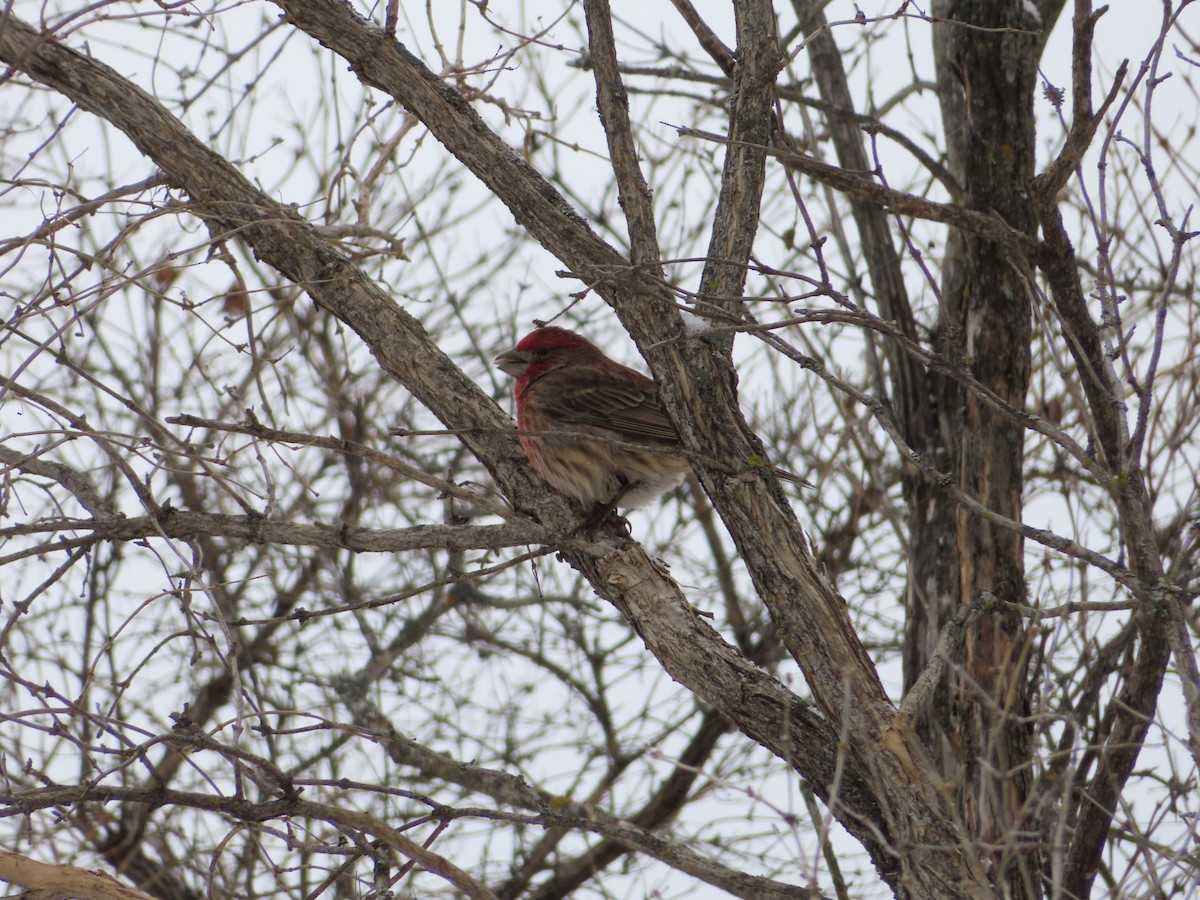 House Finch - ML646524292