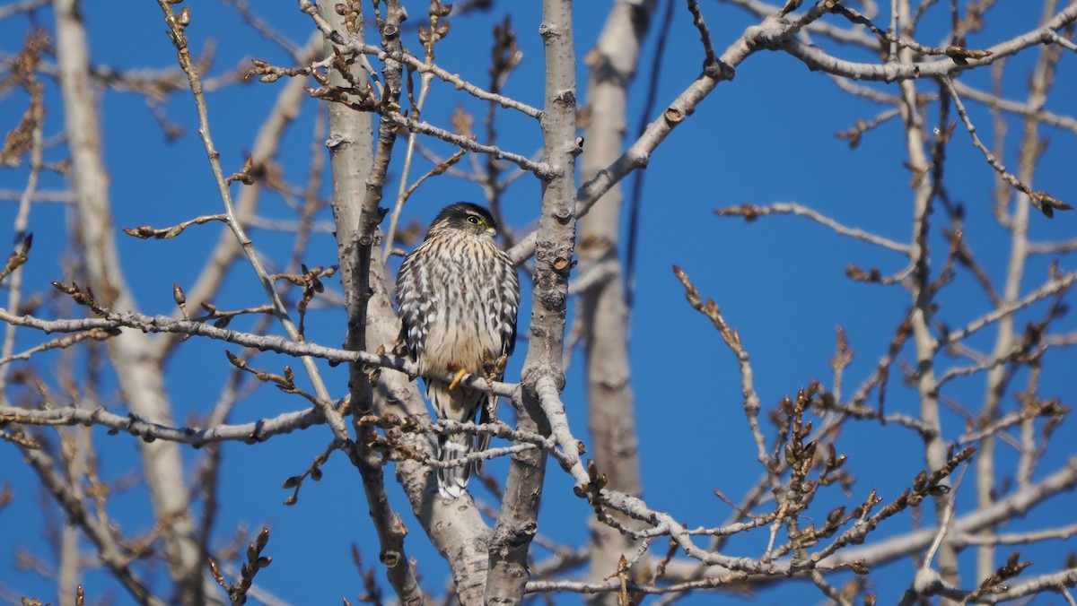 Merlin - ML646524295