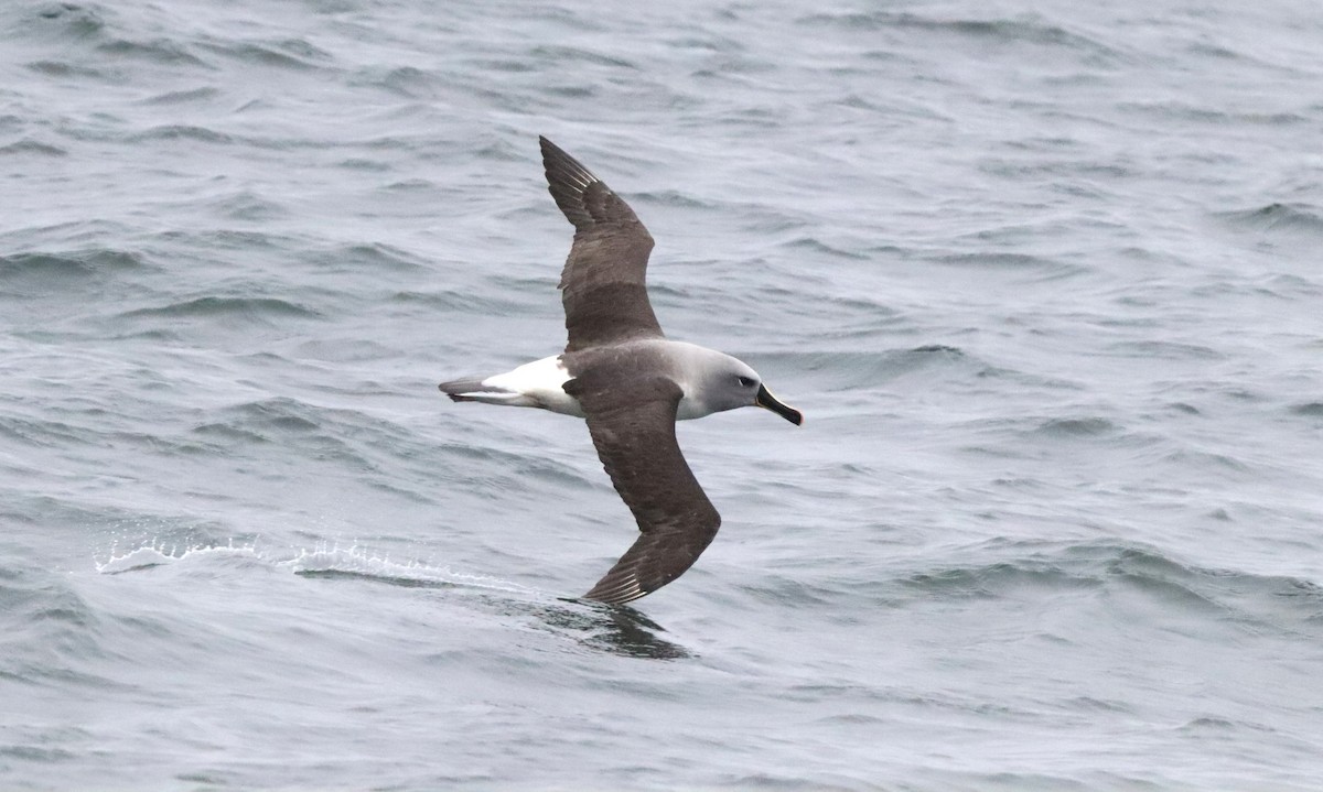 Boz Başlı Albatros - ML646524298