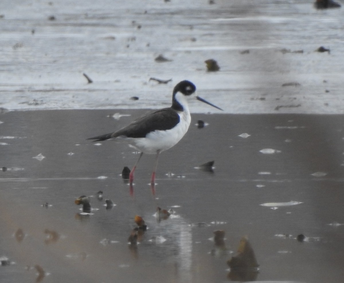 Black-necked Stilt - ML646524301