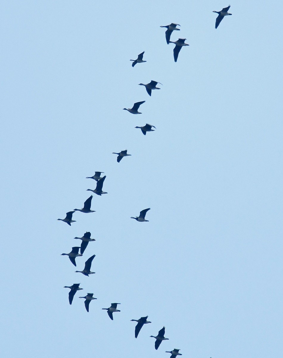 Barnacle Goose - ML646524302