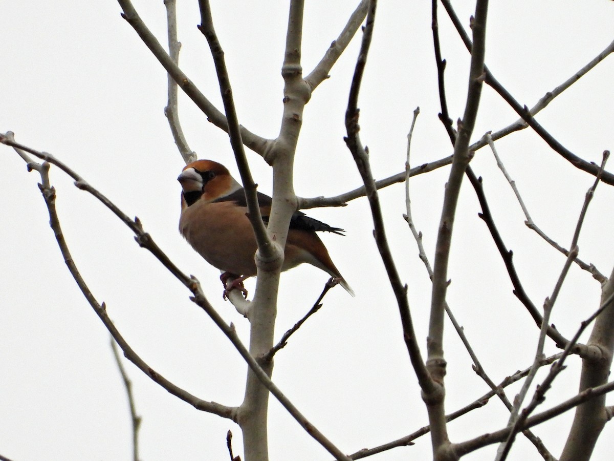Hawfinch - ML646524303