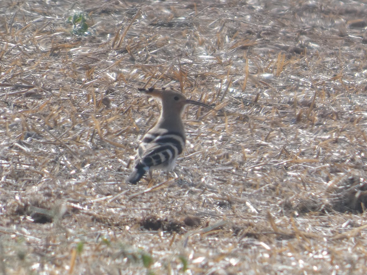 Common Hoopoe - ML646524304