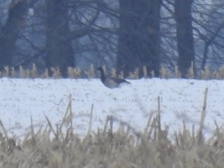 Хар толгойт галуу - ML646524306