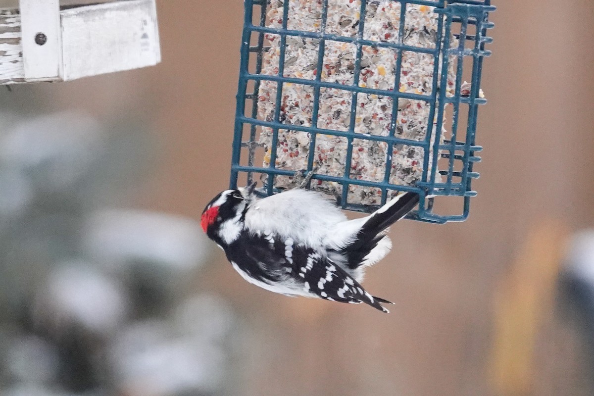 Downy Woodpecker - ML646524308