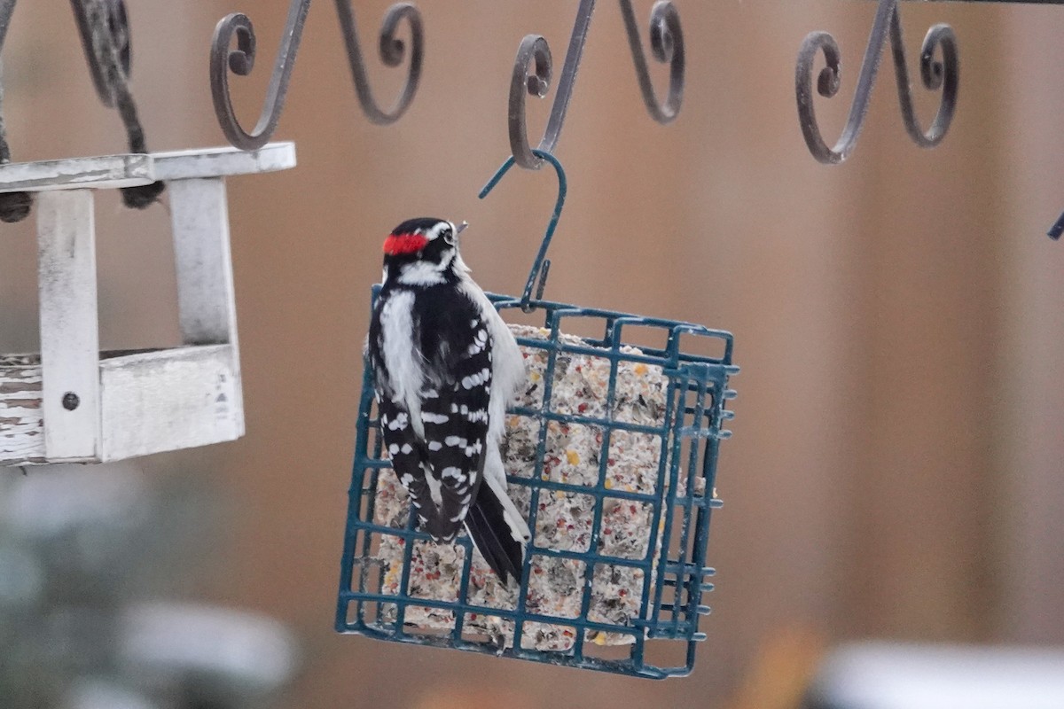 Downy Woodpecker - ML646524309