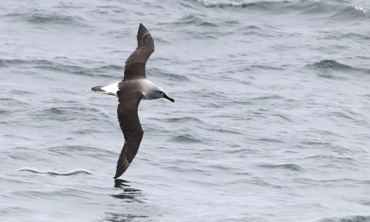 Boz Başlı Albatros - ML646524310