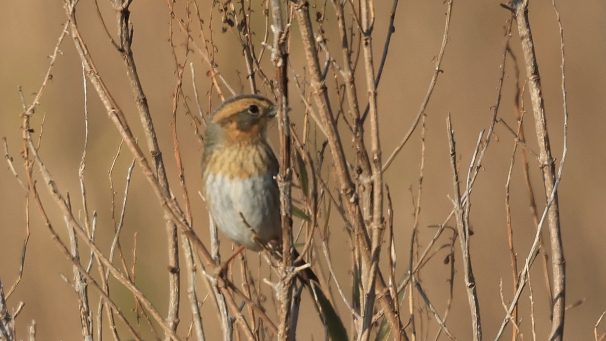 nålstjertspurv - ML646524311