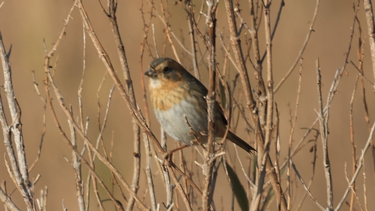 nålstjertspurv - ML646524312