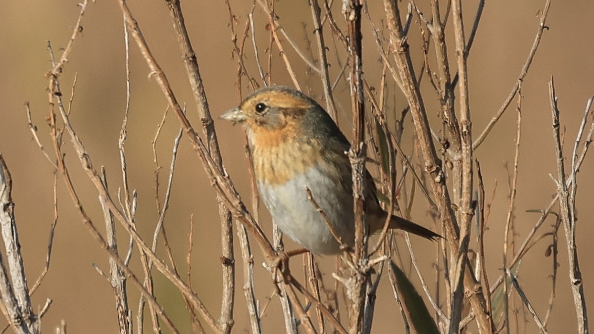 nålstjertspurv - ML646524313