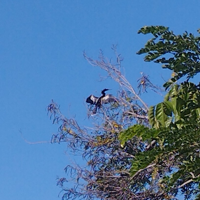 Anhinga d'Amérique - ML646524315