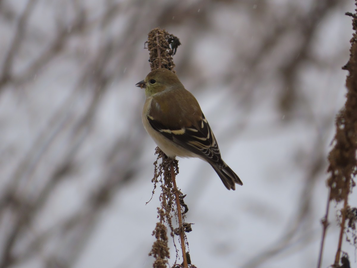 American Goldfinch - ML646524318