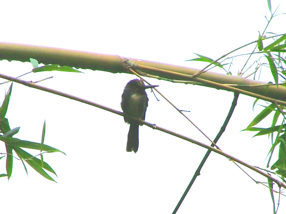 leskovec tříprstý - ML646524321