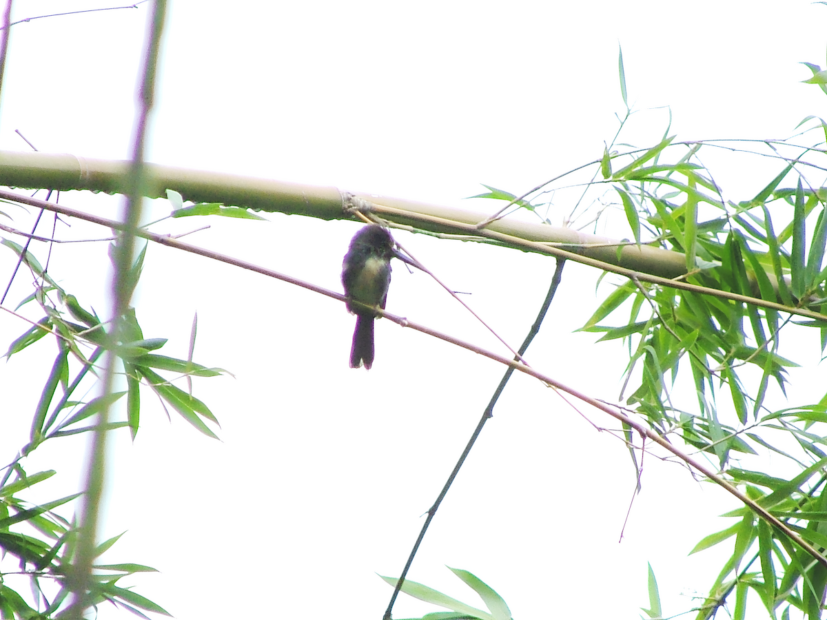 leskovec tříprstý - ML646524325