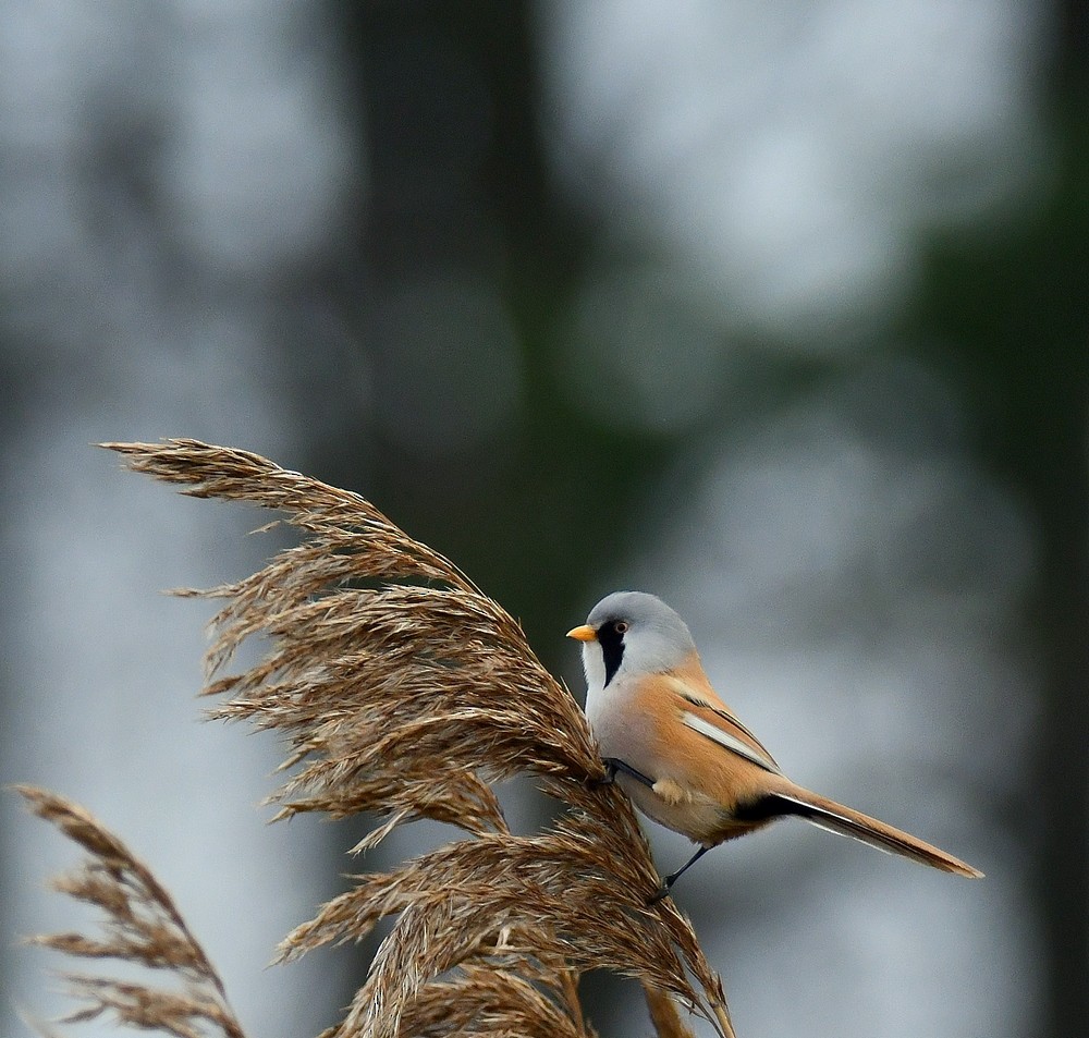 Bearded Reedling - ML646524326