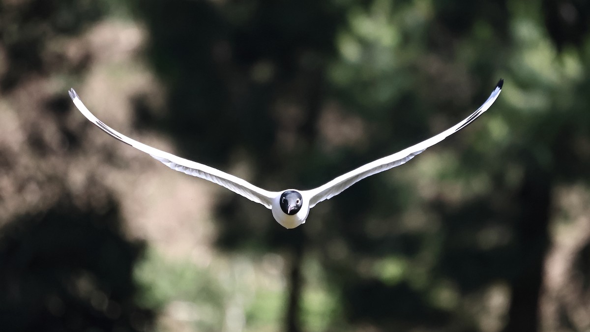 Andean Gull - ML646524327