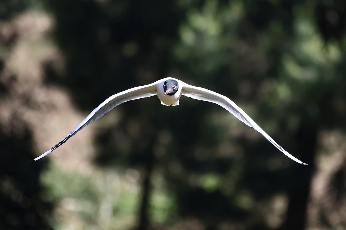 Andean Gull - ML646524328