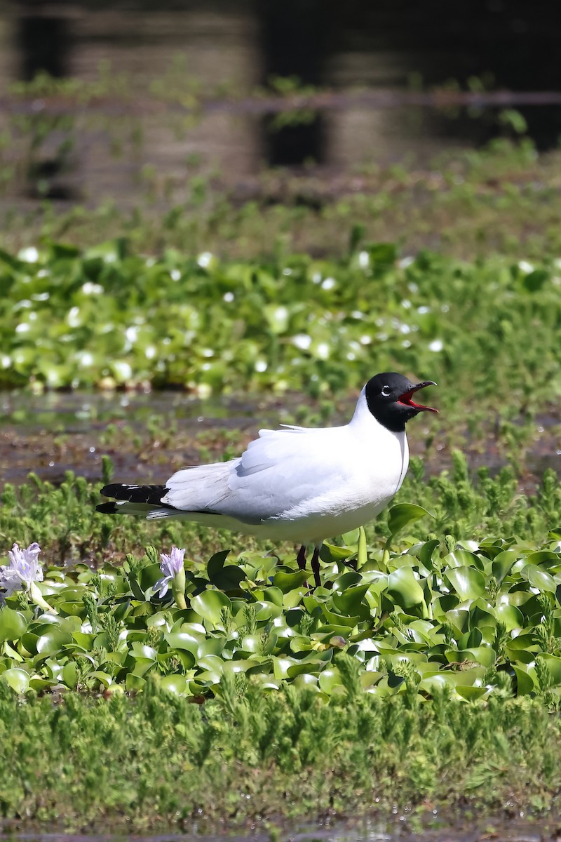 Andean Gull - ML646524329