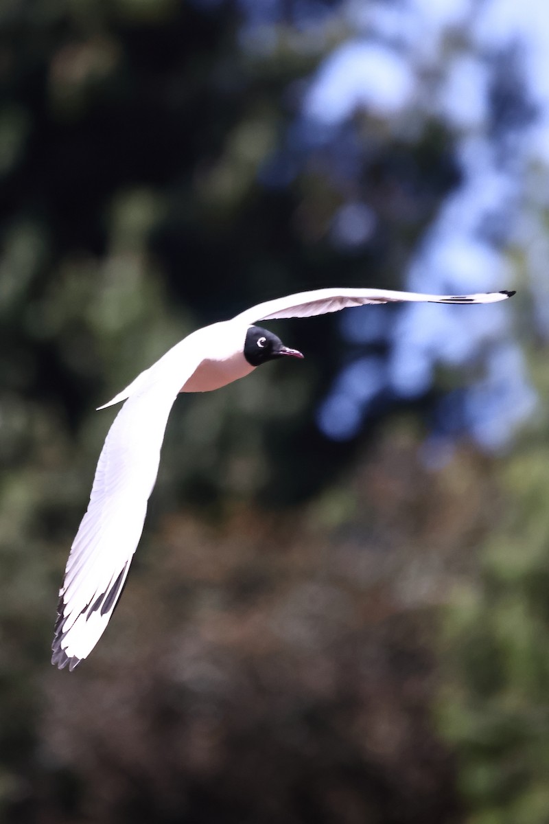 Andean Gull - ML646524330