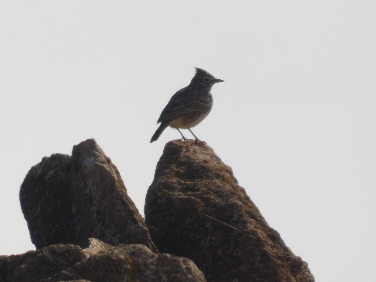 Thekla's Lark - ML646524331